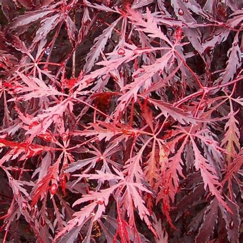 Lowe's® has your next project covered. Acer palmatum dissectum Tamukeyama | Dwarf Japanese Maple ...