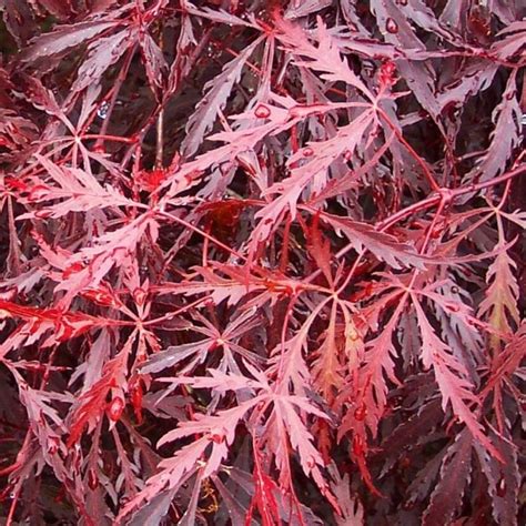 The mounded, weeping tree grows 8 to 10 feet tall and 12 feet. Acer palmatum dissectum Tamukeyama | Dwarf Japanese Maple ...