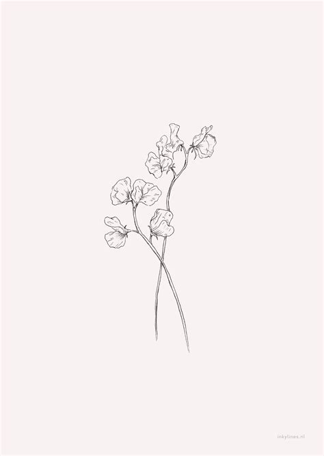 Line art flower band tattoo drawing. inkylines - Flowers - Sweet pea