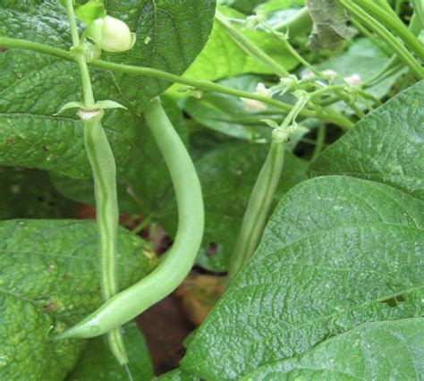 Green Beans How To Grow It