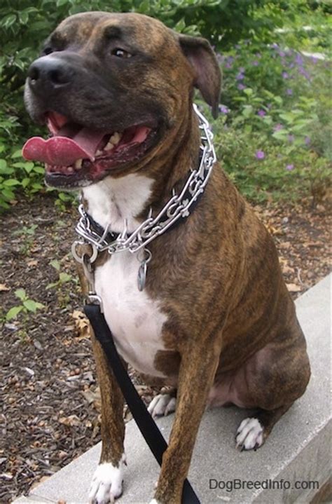 bullboxer pit dog breed information  pictures