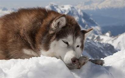 Husky Malamute Alaskan Wallpapers Siberian Dog Dogs