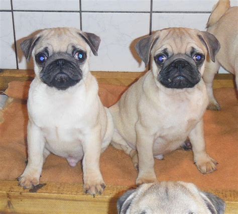 We have available pug puppies for sale and with cute personalities and both black, brown. Pug Puppies For Sale | Weatherford, TX #95123 | Petzlover