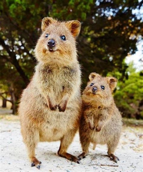 Photos Of Adorable Australian Animals For A Much Better Day Cute