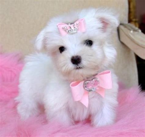 Teacup Maltese Puppy For Free Adoption Nyack Loy 56 Rd Animal Pet