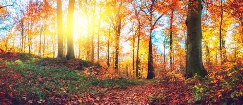 Panoramic Autumn Forest Landscape Stock Image Image Of Landscape