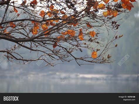 Autumn Leaves On Image And Photo Free Trial Bigstock