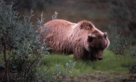 Grizzly Bear Conservation And Management Idaho Fish And Game