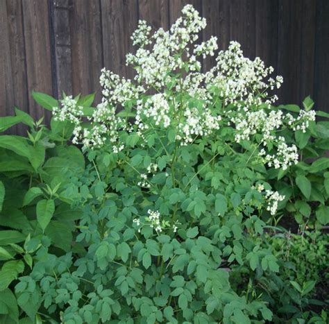 Photo Of The Bloom Of Tall Meadow Rue Thalictrum Dasycarpum Posted By