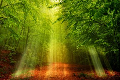 Nature Sunbeam Hd Wallpaper