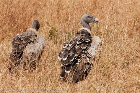 First Confirmed Sighting Of A Rüppells Vulture In Italy Vulture