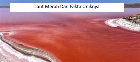 Laut Merah Dan Fakta Uniknya — Berita Terbaru Dari Wisata Taman Laut