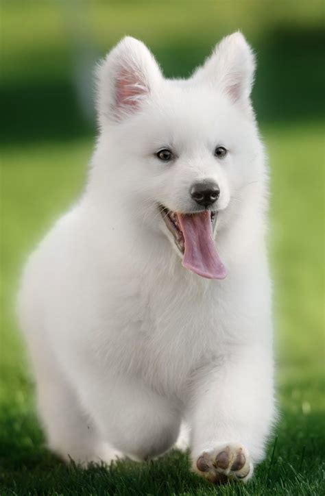 Memphis animal services offers a wide range of programs and services including the sheltering of lost and homeless memphis animal services. White German Shepherd: The Ultimate Breed Guide | German ...