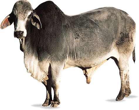 Brahman Cattle Breed Heat Tolerance Adaptability And Facts Britannica