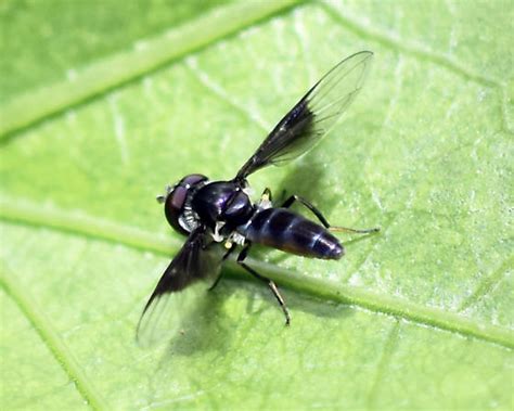 Small Black Fly Ocyptamus Dimidiatus Bugguidenet