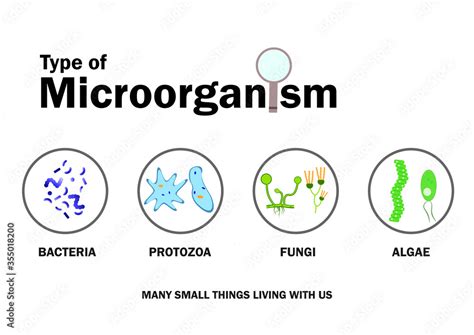Vetor De Microbiology Diagram Present Type Of Microorganism Bacteria Fungi Mold Protozoa