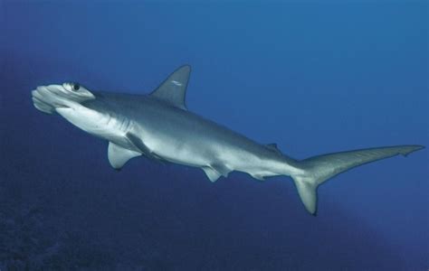 New Hammerhead Shark Species Found Off South Carolina Live Science