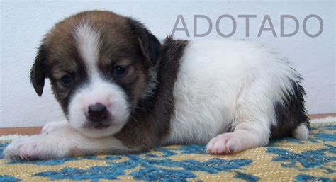 55 Cute Cachorro De Raça Pequena Para Doação Image 4K cão