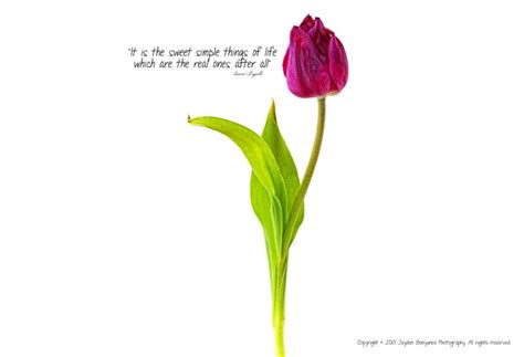 Quotes About Tulips 52 Quotes