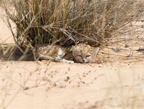 Sand Cat Kittens Captured On Video In Wild For First Time The Independent