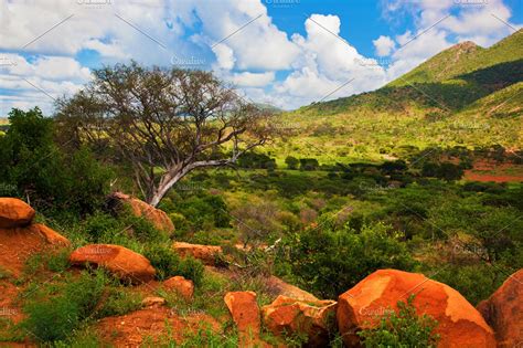 Bush And Savanna Landscape In Africa High Quality Nature Stock Photos