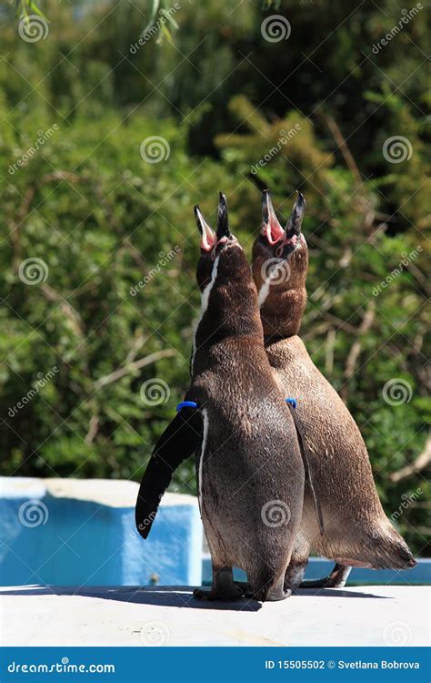 Singing Penguins Stock Photo Image Of Bird Aquatic 15505502