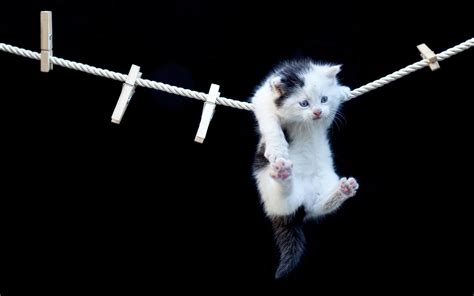 Funny Cat Hanging Hd Wallpapers 9to5 Car Wallpapers