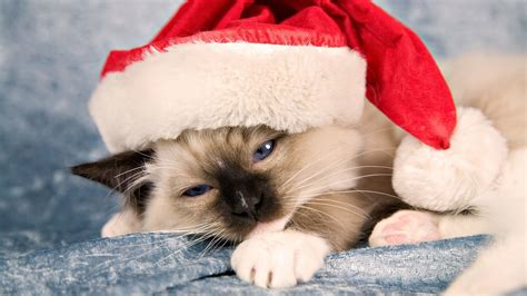 Hd Pics Photos Cute Christmas Cat Hat Beautiful Hd Cute Cat Christmas