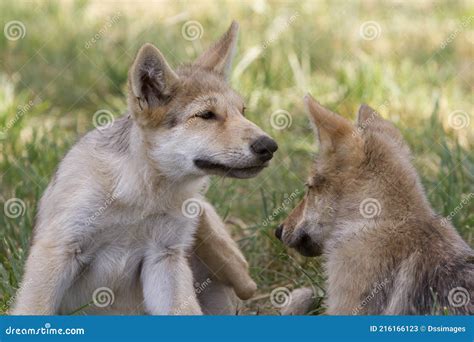 Grey Wolf Puppy Littermates Stock Image Image Of Black Nature 216166123