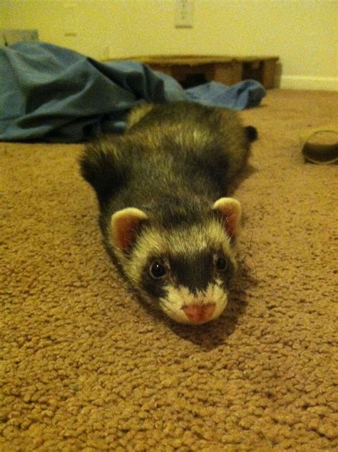 Ferrets: They’ll Steal Your Heart, Then Your Socks