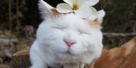 Zen Cat Shironeko Can Teach Us A Thing Or Two About Happiness