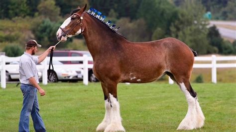 Clydesdale Horse Breed Profile History Facts Stats And More