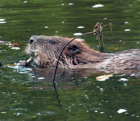 Environmental Monitor Working With Natural Processes—and Beavers—to