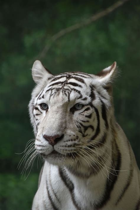 White Bengal Tiger Portrait Bengal Tiger Tigers Wildlife And Nature Animal Themes Animal Wildlife