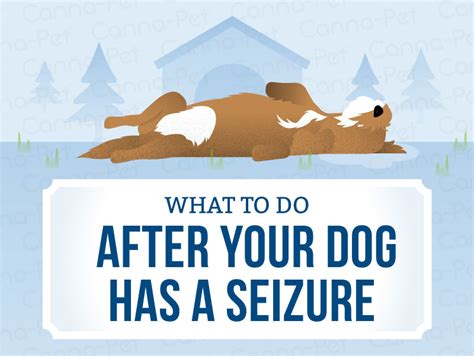 What do you do when a dog has a seizure. What to Do After Your Dog Has a Seizure | Canna-Pet