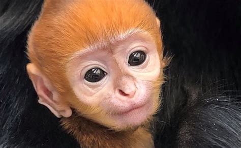 Adorable Baby Monkey Unveiled At Philadelphia Zoo With Video