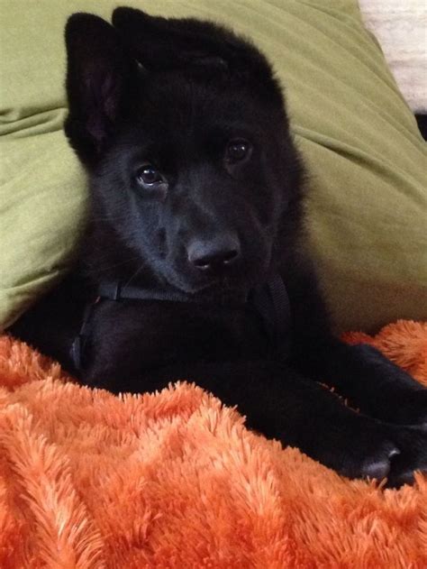 Oh My Gosh Sooo Adorable Gsd Puppy Solid Black German Shepherd