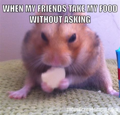 38 Best Hamster Memes Images On Pinterest Funny Animals Ha Ha And