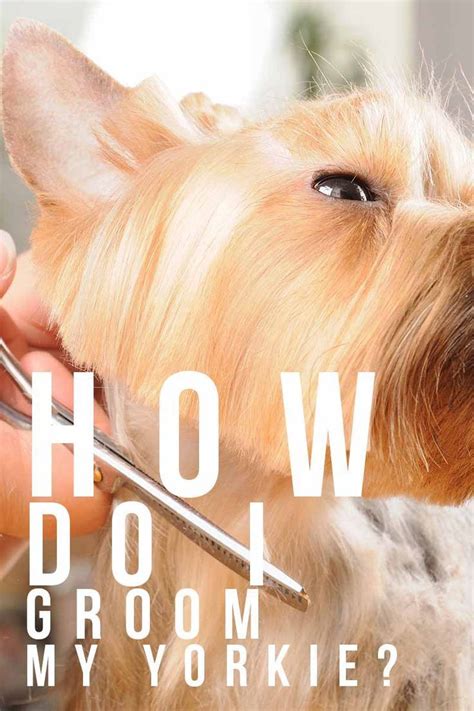 Yorkies How Do I Groom My Yorkie A Dog Grooming Guide A Right Of