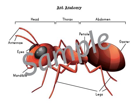Ant Anatomy Cut & Paste Worksheet - Gift of Curiosity