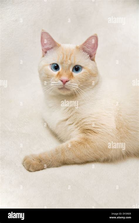 A Portrait Of A White Flamepoint Siamese Cat With Blue Eyes Stock Photo