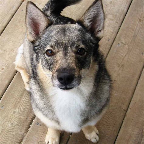 Swedish Vallhund Breed Guide - Learn about the Swedish Vallhund.