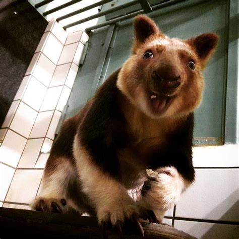 Meet These Smiling Tree Kangaroos In Australia Lipstick Alley