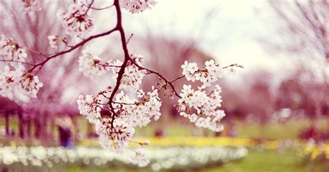 14 Spring Hd Wallpapers For Laptop Basty Wallpaper