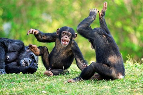 Chimpanzees Joke Gets Pack Members Laughing In Amazing Photos Daily