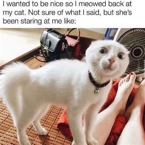 I Wanted To Be Nice So I Meowed Back At My Cat No Sure Of What I Said