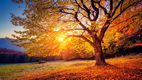 Baum Sonnenuntergang Sonnenschein Herbst 3840x2160 Uhd 4k