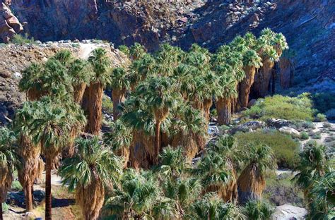 Palm Canyon Palm Springs All You Need To Know Before You Go