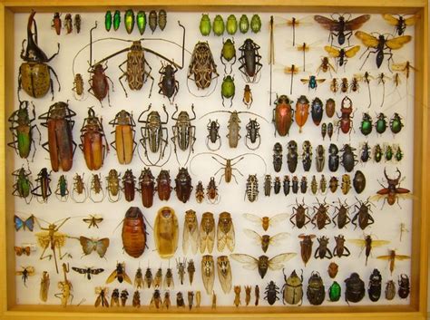 Grown Up Bug Collection Home With A Twist Bug Collection Insect
