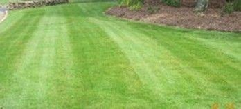 Regarding zoysia grass's color, it isn't always green. picture of zoysia grass lawn | Lawn, Zoysia grass, Green grass